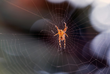 Spider on its web