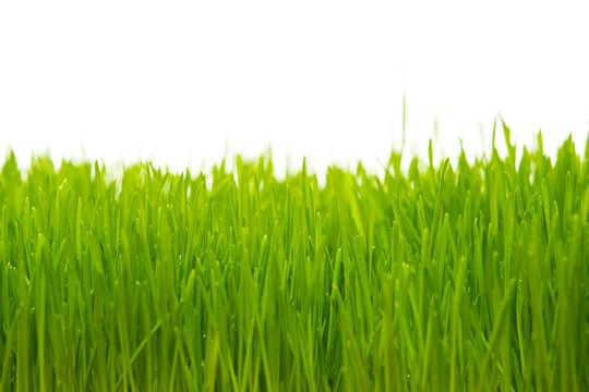 Close-up of a fresh green grass