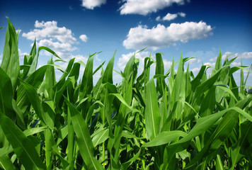 Corn Field - obrazy, fototapety, plakaty