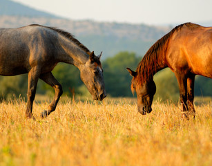 Two Horses in the Pasture.