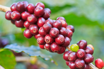Coffee seeds on the tree