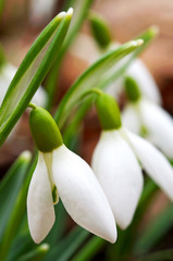 Spring snowdrop in the forest