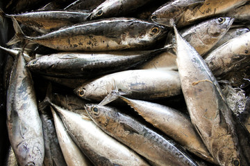 Obraz premium fresh sea fish, the fish market