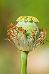 Opium poppy