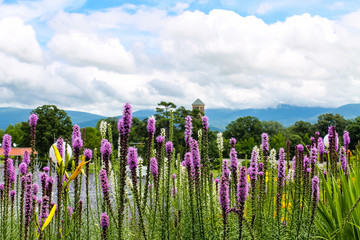 Long purple flowers against mountains
