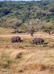 Fototapeta premium Black Rhino