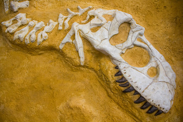 Naklejka premium Szkielet tyranozaura w skale