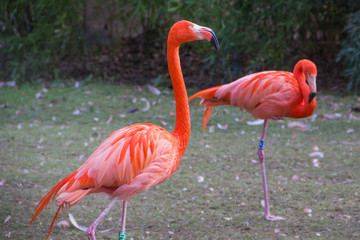 Couple de flamands roses