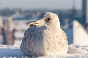 Seagull with winter Tallinn at the background