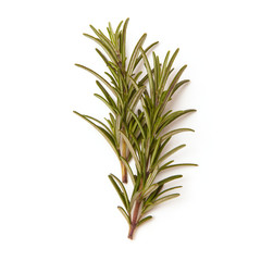Sprigs or rosemary isolated on a white studio background