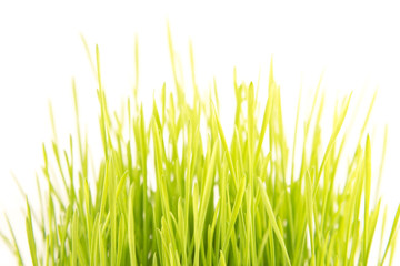 Obraz premium Wheat