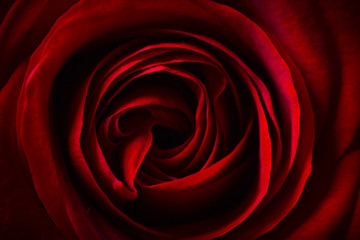 Fototapeta na wymiar Natural red roses background