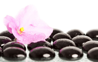 Spa treatment massage stones and pink flower