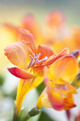 Close up on freesia flowers