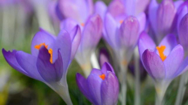Bl&uuml;hender Crocus als Fr&uuml;hlingsbpote