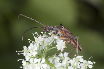 Male Variable long horn beetle, Stenocorus meridianus