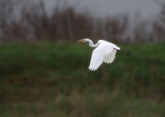 great egret