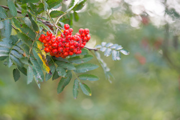 Red Sorbus
