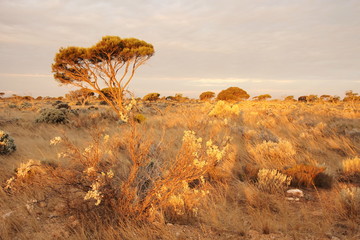 Evening time on the Nullarbor