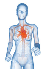 medical 3d illustration - jogging woman - visible heart