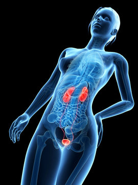 medical 3d illustration - female anatomy - kidneys