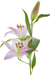 Soft Lilies on White