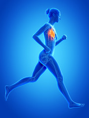 Fototapeta na wymiar medical 3d illustration - female jogger with visible heart