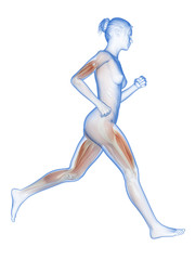 medical 3d illustration - female jogger with visible muscles