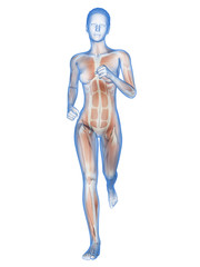 medical 3d illustration - female jogger with visible muscles