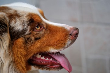 Australian Shepherd