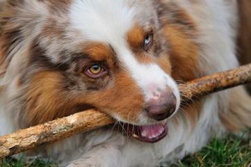 Australian Shepherd bitting stick