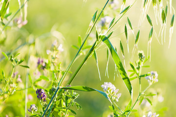 Fototapeta premium Flowers in field