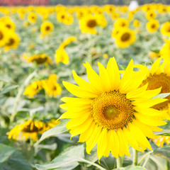 Sunflower in a field