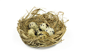 Naklejka na ściany i meble quail's eggs in nest isolated on white background