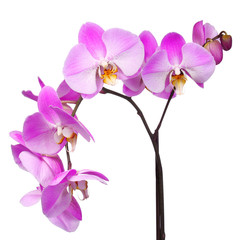 Pink Orchid Flowers isolated on white background