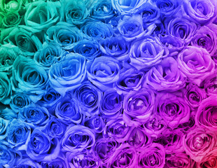 Colorful Roses. Background.