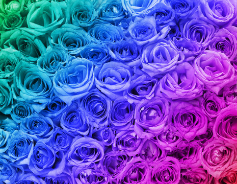 Fototapeta Colorful Roses. Background.