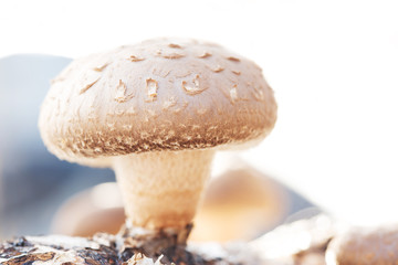 Shiitake mushroom growing on trees