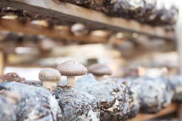 Shiitake mushroom growing on trees