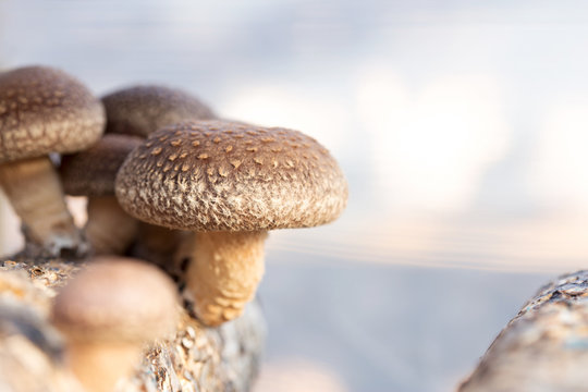 Shiitake Mushroom Growing On Trees