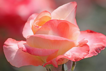close up of pink rose