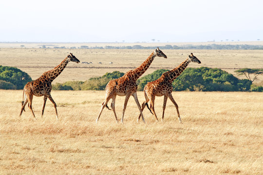 Giraffes on the Masai Mara in Kenya, Africa.