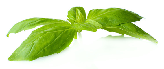 Green fresh basil, isolated on white