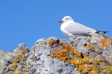 Red-billed gull