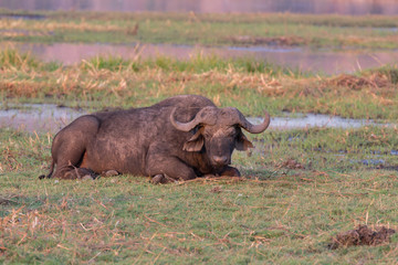 Obraz premium African buffalos