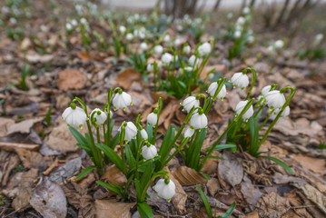snowflake flowers in the forest
