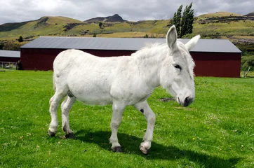Cercles muraux Âne White donkey