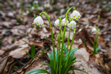 snowflake flowers