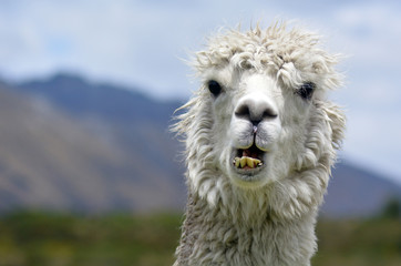 Llama