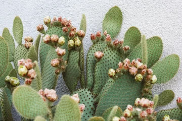 Zelfklevend Fotobehang groot bloeiende cactus © ultrapro